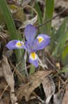 Dwarfe iris